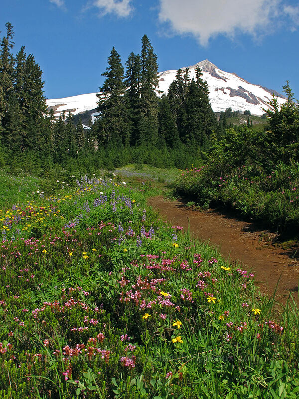 Mt. Baker & wildflowers (Phyllodoce empetriformis, Arnica sp., Lupinus latifolius, Valeriana sitchensis) [Scott Paul Trail, Mount Baker-Snoqualmie National Forest, Whatcom County, Washington]