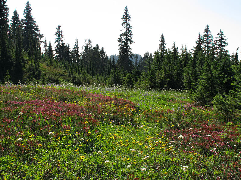 wildflowers (Phyllodoce empetriformis, Lupinus latifolius, Valeriana sitchensis, Arnica sp., Erigeron glacialis var. glacialis) [Scott Paul Trail, Mount Baker-Snoqualmie National Forest, Whatcom County, Washington]
