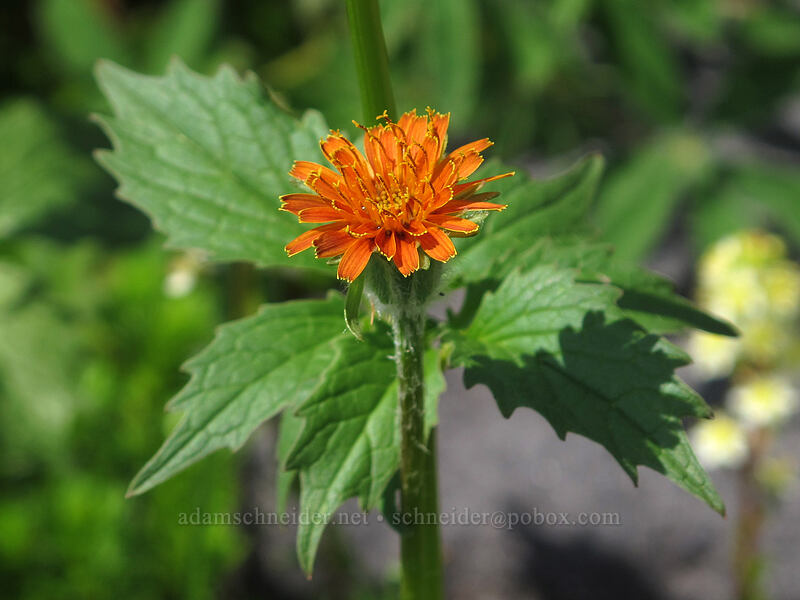 orange agoseris & valerian leaves (Agoseris aurantiaca, Valeriana sitchensis) [Scott Paul Trail, Mount Baker-Snoqualmie National Forest, Whatcom County, Washington]