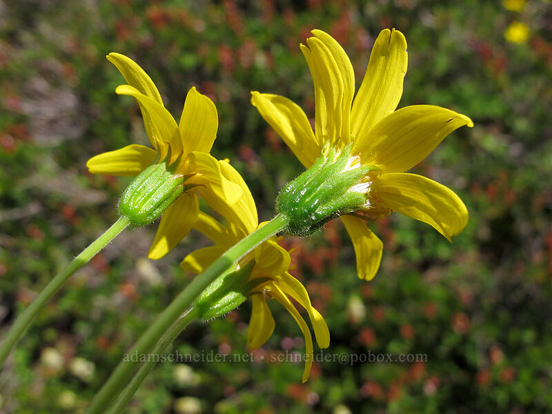 mountain arnica (Arnica latifolia) [Scott Paul Trail, Mount Baker-Snoqualmie National Forest, Whatcom County, Washington]