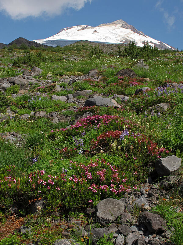 Mt. Baker & wildflowers (Phyllodoce empetriformis, Lupinus latifolius, Castilleja parviflora var. albida) [Scott Paul Trail, Mount Baker-Snoqualmie National Forest, Whatcom County, Washington]