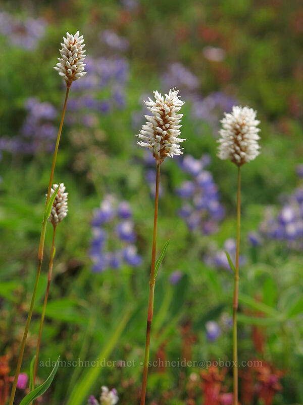 western bistort (Bistorta bistortoides (Polygonum bistortoides)) [Scott Paul Trail, Mount Baker-Snoqualmie National Forest, Whatcom County, Washington]