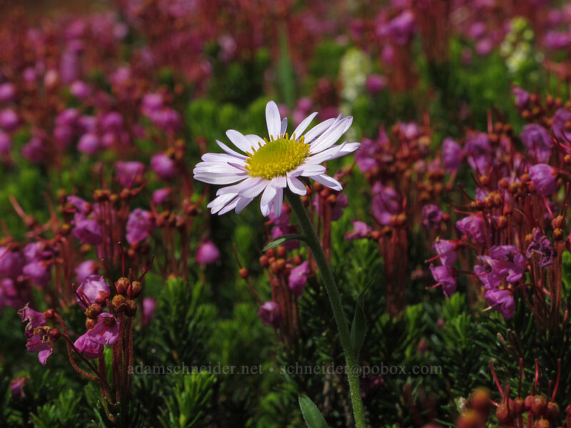fleabane & heather (Erigeron glacialis var. glacialis, Phyllodoce empetriformis) [Scott Paul Trail, Mount Baker-Snoqualmie National Forest, Whatcom County, Washington]