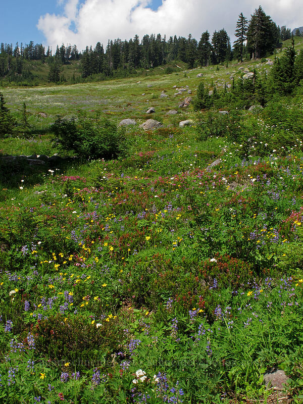 wildflowers (Lupinus latifolius, Phyllodoce empetriformis, Arnica amplexicaulis (Arnica lanceolata), Valeriana sitchensis) [Railroad Grade Moraine, Mount Baker-Snoqualmie National Forest, Whatcom County, Washington]