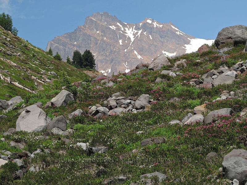 Colfax Peak & heather (Phyllodoce empetriformis, Cassiope mertensiana) [west of Railroad Grade, Mount Baker-Snoqualmie National Forest, Whatcom County, Washington]