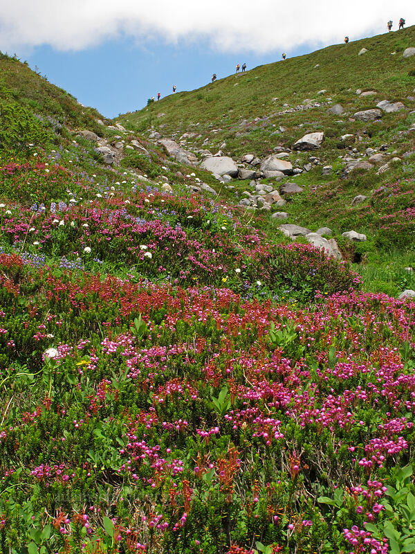 wildflowers (and a hiking group) (Phyllodoce empetriformis, Lupinus latifolius, Valeriana sitchensis) [west of Railroad Grade, Mount Baker-Snoqualmie National Forest, Whatcom County, Washington]