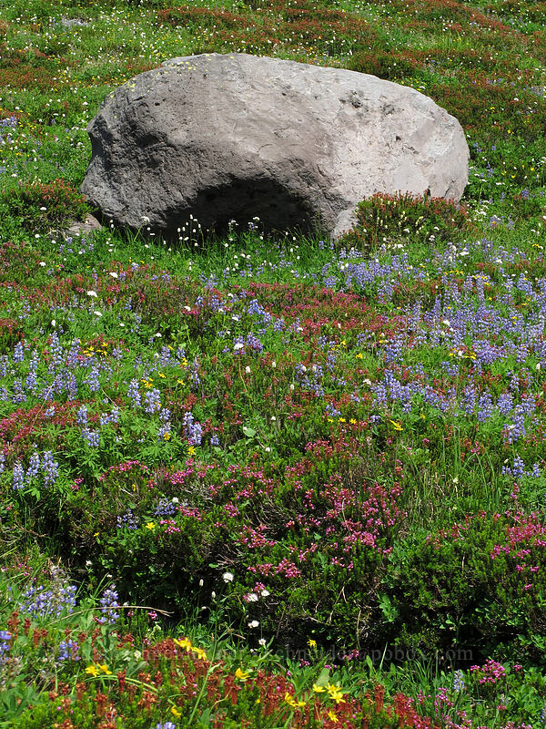 wildflowers (Phyllodoce empetriformis, Lupinus latifolius, Valeriana sitchensis, Arnica sp.) [west of Railroad Grade, Mount Baker-Snoqualmie National Forest, Whatcom County, Washington]