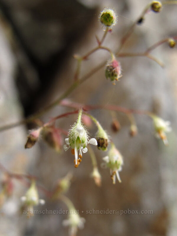 alpine alumroot (Heuchera glabra) [east of Park Butte, Mount Baker-Snoqualmie National Forest, Whatcom County, Washington]