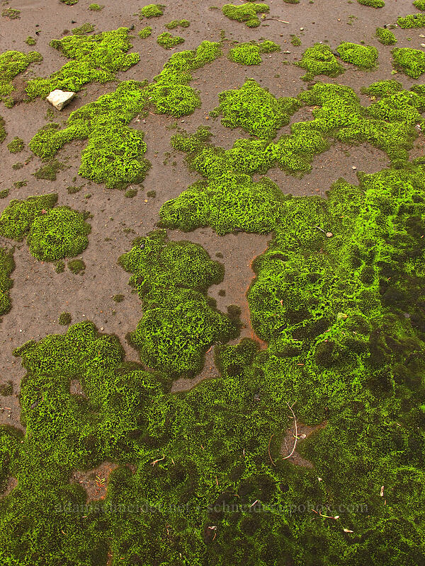 moss & sand [east of Park Butte, Mount Baker-Snoqualmie National Forest, Whatcom County, Washington]