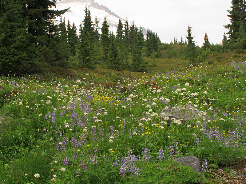 wildflowers (Valeriana sitchensis, Arnica sp., Lupinus latifolius, Phyllodoce empetriformis) [Park Butte Trail, Mount Baker-Snoqualmie National Forest, Whatcom County, Washington]
