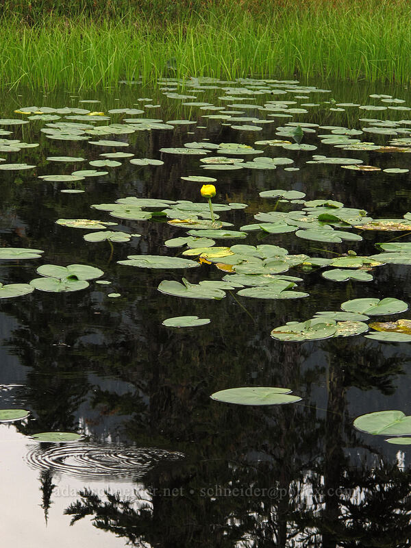 yellow pond lilies (Nuphar polysepala) [Park Butte Trail, Mount Baker-Snoqualmie National Forest, Whatcom County, Washington]