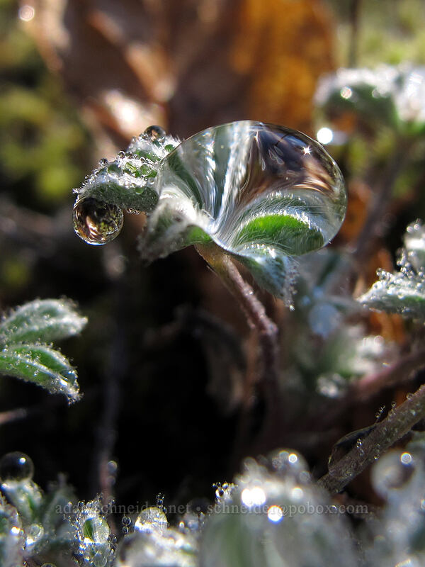 dew on lupine leaves (Lupinus sp.) [South Coldwater Trail, Mt. St. Helens National Volcanic Monument, Cowlitz County, Washington]
