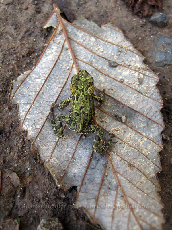 western toad (Anaxyrus boreas) [South Coldwater Trail, Mt. St. Helens National Volcanic Monument, Cowlitz County, Washington]