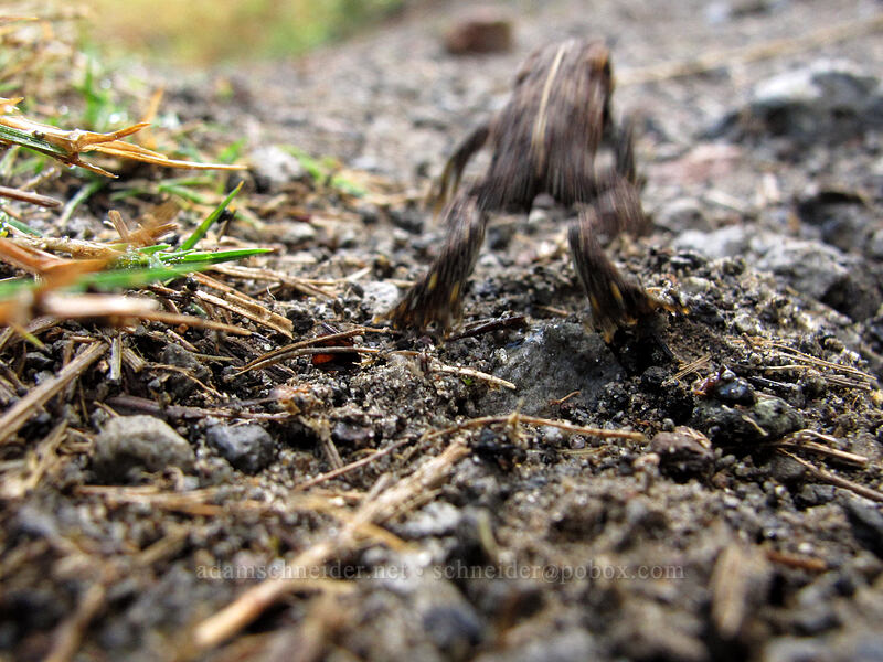 western toad (Anaxyrus boreas) [South Coldwater Trail, Mt. St. Helens National Volcanic Monument, Cowlitz County, Washington]