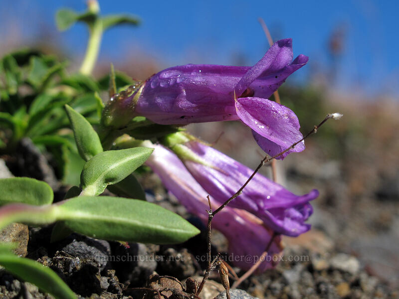Cardwell's penstemon (Penstemon cardwellii) [South Coldwater Trail, Mt. St. Helens National Volcanic Monument, Cowlitz County, Washington]