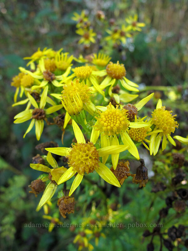 groundsel? [South Coldwater Trail, Mt. St. Helens National Volcanic Monument, Skamania County, Washington]