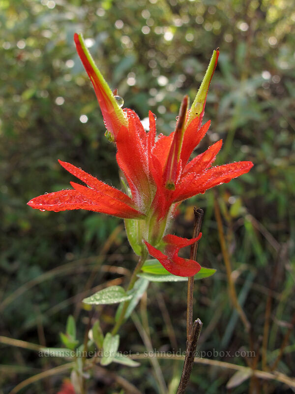paintbrush (Castilleja miniata) [South Coldwater Trail, Mt. St. Helens National Volcanic Monument, Skamania County, Washington]