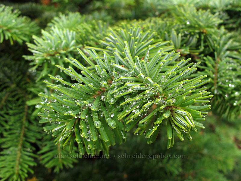 subalpine fir needles (Abies lasiocarpa) [Coldwater Trail, Mt. St. Helens National Volcanic Monument, Skamania County, Washington]