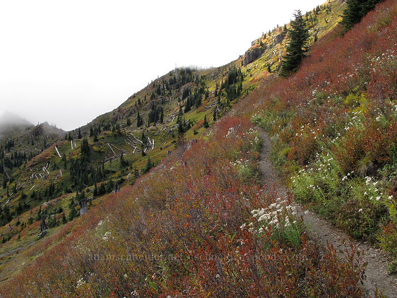 fall colors [Boundary Trail, Mt. St. Helens National Volcanic Monument, Skamania County, Washington]