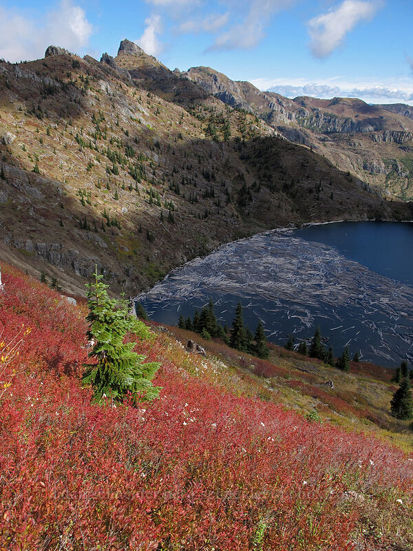 fall colors [Boundary Trail, Mt. St. Helens National Volcanic Monument, Skamania County, Washington]