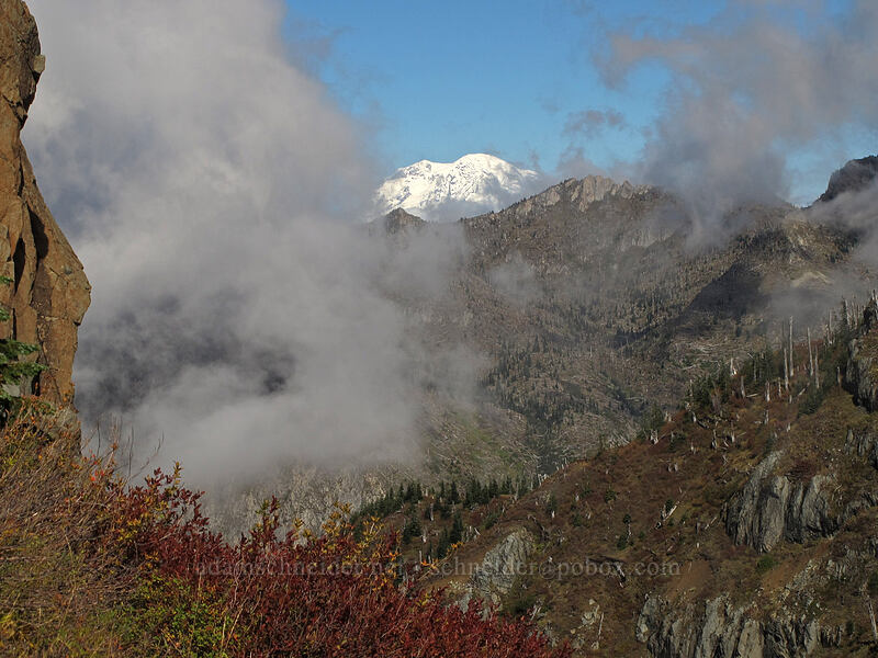 Mt. Rainier [Coldwater Peak Trail, Mt. St. Helens National Volcanic Monument, Skamania County, Washington]