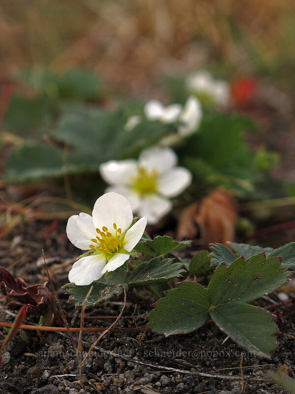 wild strawberry (Fragaria virginiana) [Boundary Trail, Mt. St. Helens National Volcanic Monument, Skamania County, Washington]