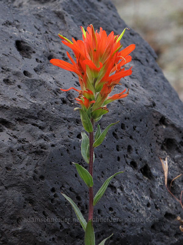 paintbrush (Castilleja miniata) [Boundary Trail, Mt. St. Helens National Volcanic Monument, Skamania County, Washington]