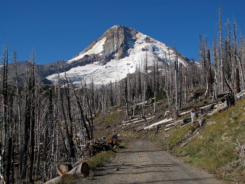 Gnarl Ridge Fire damage [Cloud Cap Road, Mt. Hood National Forest, Hood River County, Oregon]