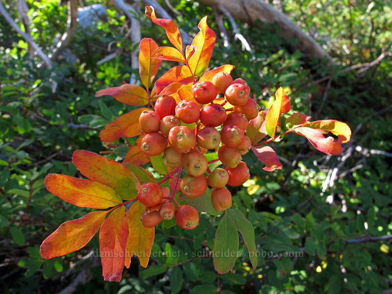 Sitka mountain-ash berries (Sorbus sitchensis) [Timberline Trail, Mt. Hood Wilderness, Hood River County, Oregon]