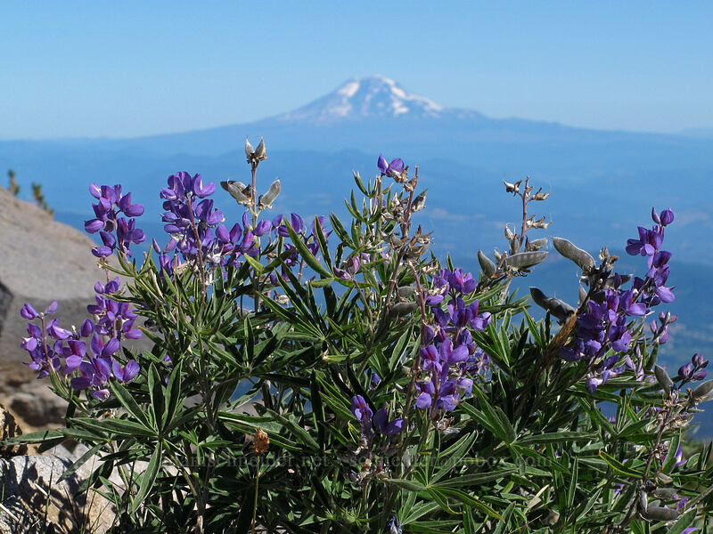 lupines & Mt. Adams (Lupinus latifolius) [Timberline Trail, Mt. Hood Wilderness, Hood River County, Oregon]