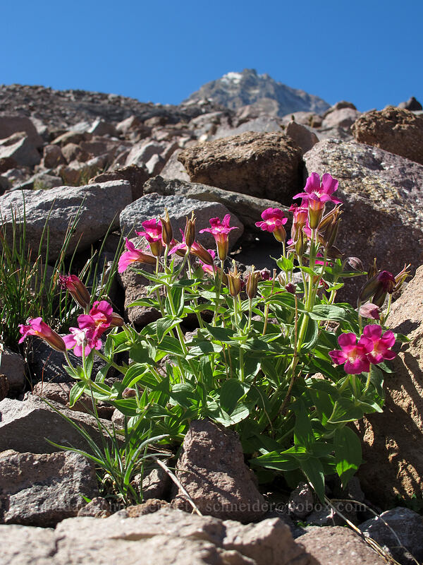 Lewis' monkeyflower (Erythranthe lewisii (Mimulus lewisii)) [Eliot Glacier, Mt. Hood Wilderness, Hood River County, Oregon]