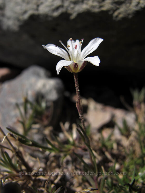 alpine sandwort (Eremogone capillaris (Arenaria capillaris)) [Eliot Glacier, Mt. Hood Wilderness, Hood River County, Oregon]