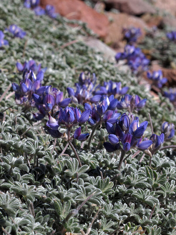 dwarf lupine (Lupinus lepidus var. lobbii) [Eliot Glacier, Mt. Hood Wilderness, Hood River County, Oregon]