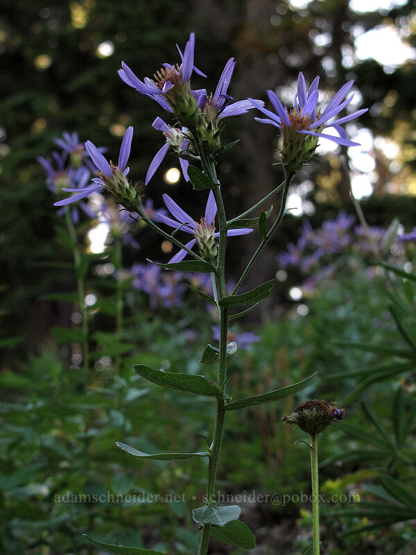 Cascade aster (Doellingeria ledophylla (Eucephalus ledophyllus) (Aster ledophyllus)) [Timberline Trail, Mt. Hood Wilderness, Hood River County, Oregon]