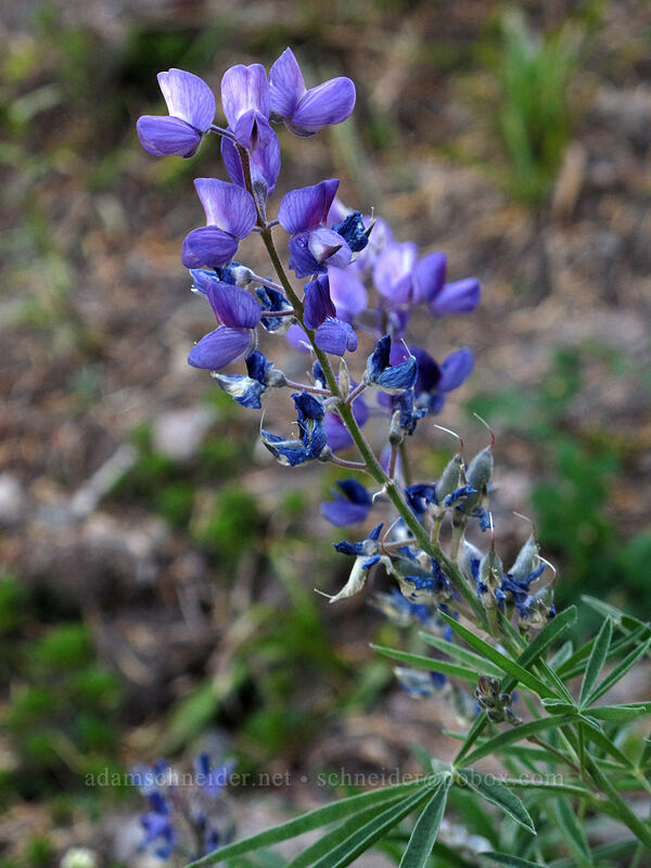 lupine (Lupinus latifolius) [Timberline Trail, Mt. Hood Wilderness, Hood River County, Oregon]