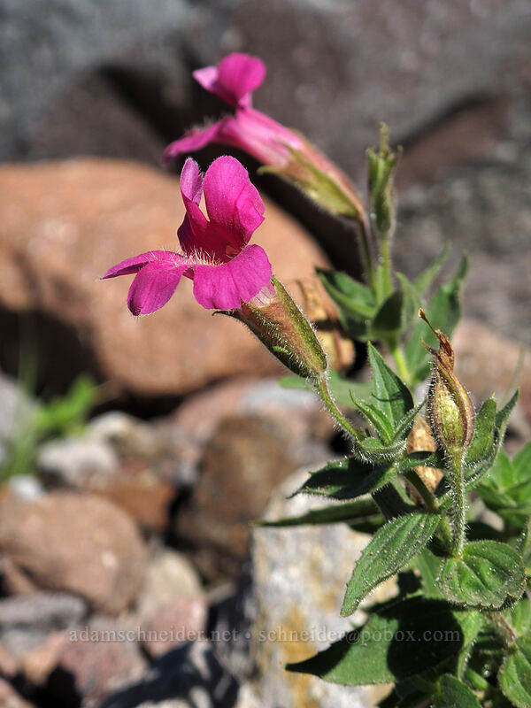 Lewis' monkeyflower (Erythranthe lewisii (Mimulus lewisii)) [Eliot Creek Valley, Mt. Hood Wilderness, Hood River County, Oregon]