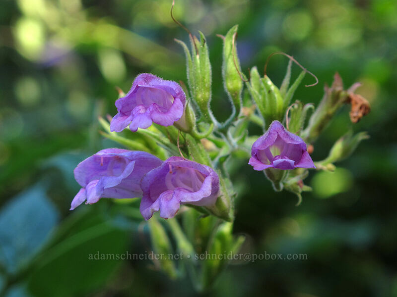 woodland beardtongue (Nothochelone nemorosa) [Old Timberline Trail, Mt. Hood Wilderness, Hood River County, Oregon]