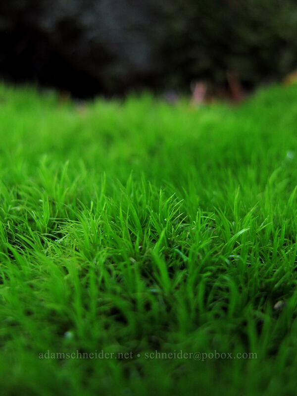moss [Thomas Lake Trail, Indian Heaven Wilderness, Skamania County, Washington]