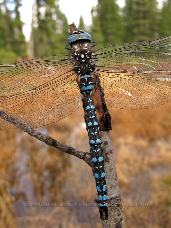 dragonfly (blue-eyed darner) (Rhionaeschna multicolor (Aeshna multicolor)) [Thomas Lake Trail, Indian Heaven Wilderness, Skamania County, Washington]