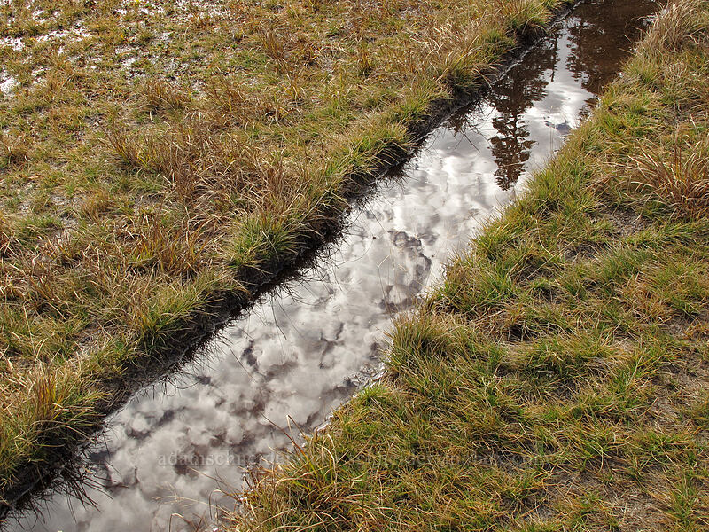 flooded trail reflecting the sky [Thomas Lake Trail, Indian Heaven Wilderness, Skamania County, Washington]
