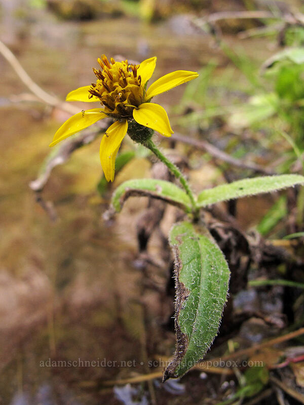 hairy arnica (Arnica mollis) [Tamanawas Falls Trail, Mt. Hood National Forest, Hood River County, Oregon]