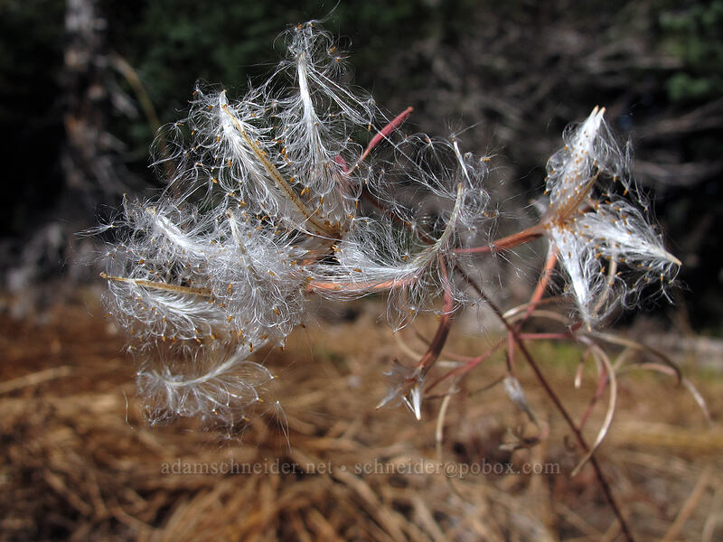 fireweed seeds (Chamerion angustifolium (Chamaenerion angustifolium) (Epilobium angustifolium)) [Umbrella Falls Trail, Mt. Hood National Forest, Hood River County, Oregon]