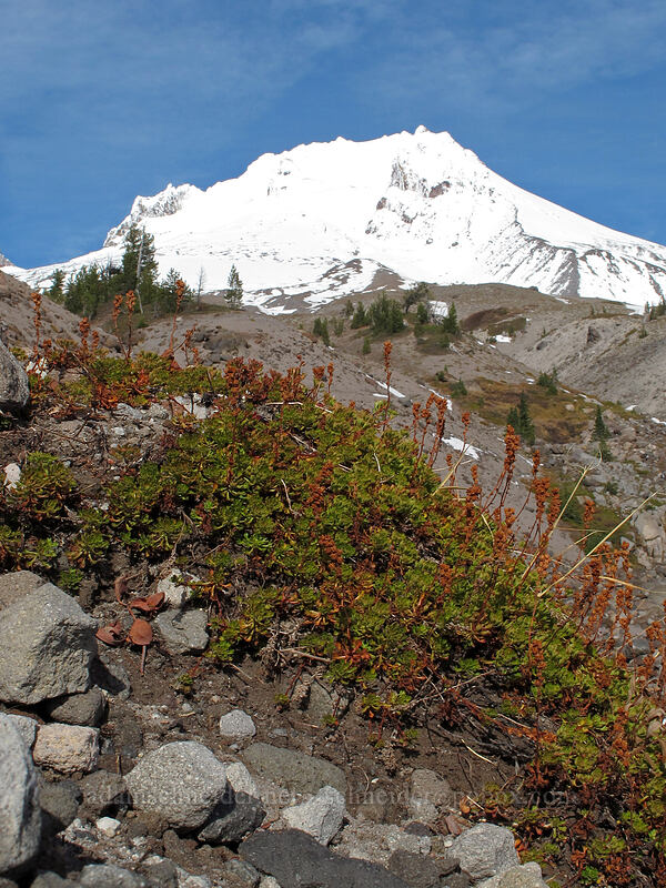 Mount Hood & spent partridgefoot (Luetkea pectinata) [Timberline Trail, Mt. Hood National Forest, Clackamas County, Oregon]