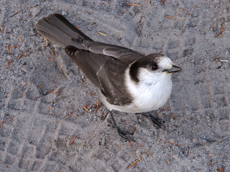 gray jay (Perisoreus canadensis) [Timberline Trail, Mt. Hood National Forest, Clackamas County, Oregon]