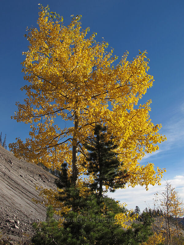 black cottonwood tree (Populus trichocarpa) [White River Canyon, Mt. Hood National Forest, Hood River County, Oregon]