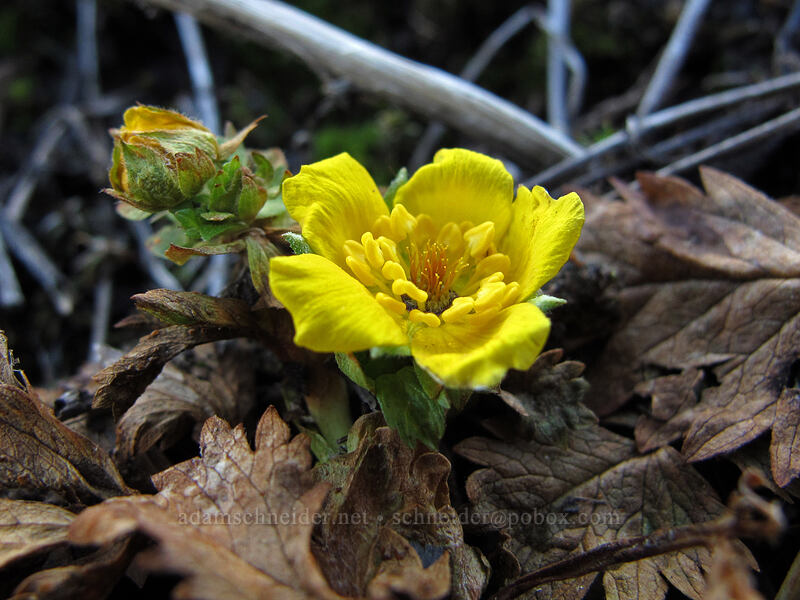 cinquefoil (Potentilla sp.) [Mt. Hood Meadows, Mt. Hood National Forest, Hood River County, Oregon]