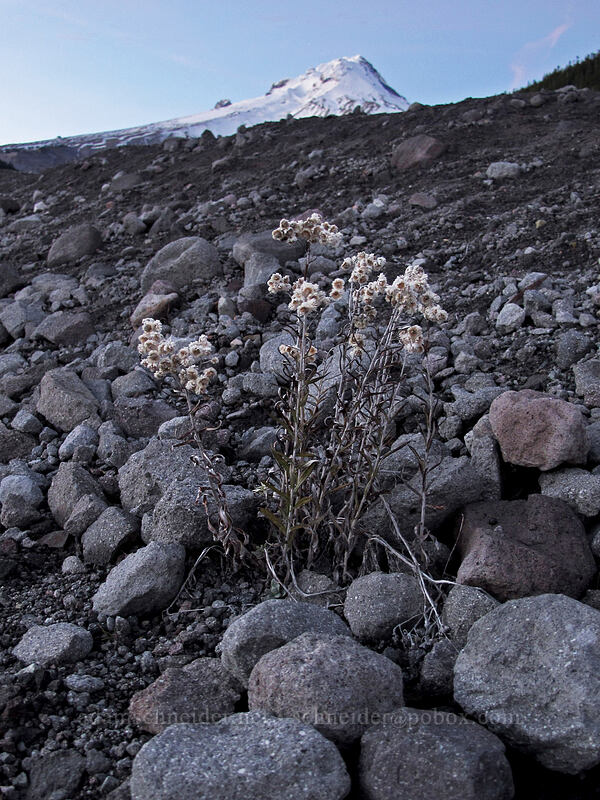 pearly everlasting & Mount Hood (Anaphalis margaritacea) [White River West Sno-Park, Mt. Hood National Forest, Hood River County, Oregon]