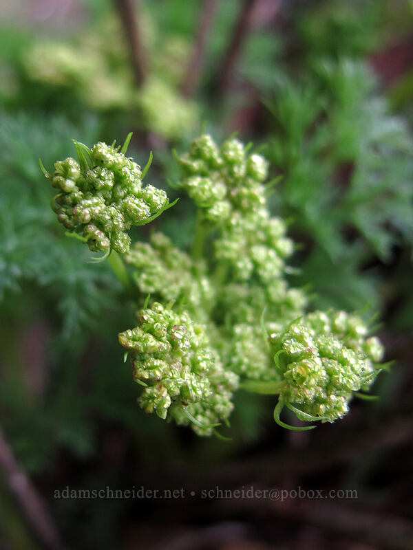 biscuitroot (Lomatium macrocarpum) [Coyote Wall, Klickitat County, Washington]