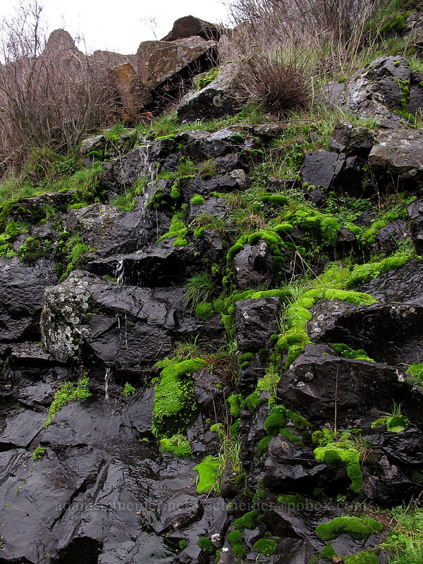 bright green moss [Coyote Wall, Klickitat County, Washington]