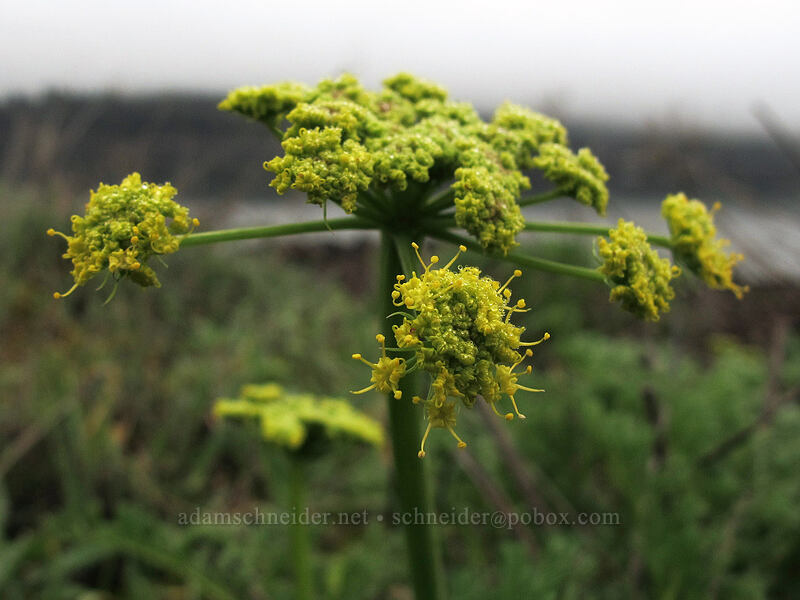 desert parsley (Lomatium sp.) [Coyote Wall, Klickitat County, Washington]